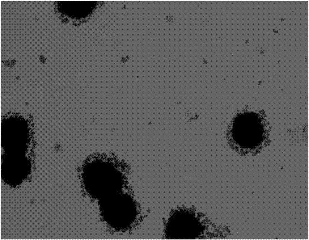 Lactobacillus plantarum capable of adjusting ampicillin induced intestinal flora disturbance