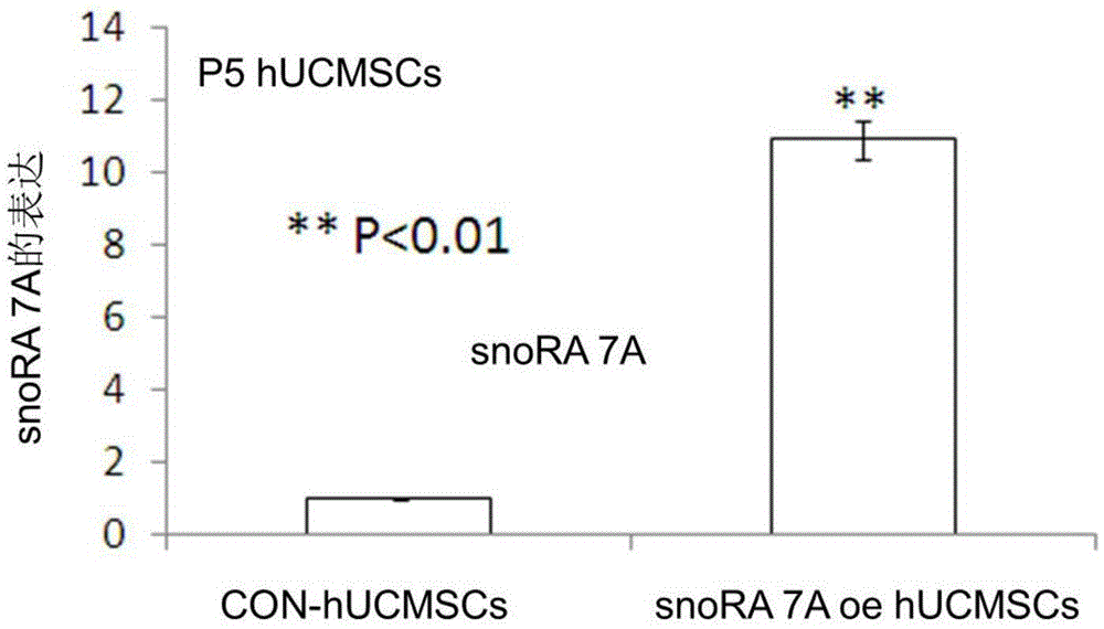 Method for enhancing proliferative capacity of hUCMSCs and application of method