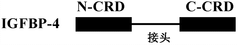 Protein and pharmaceutical composition for treating ischemic diseases