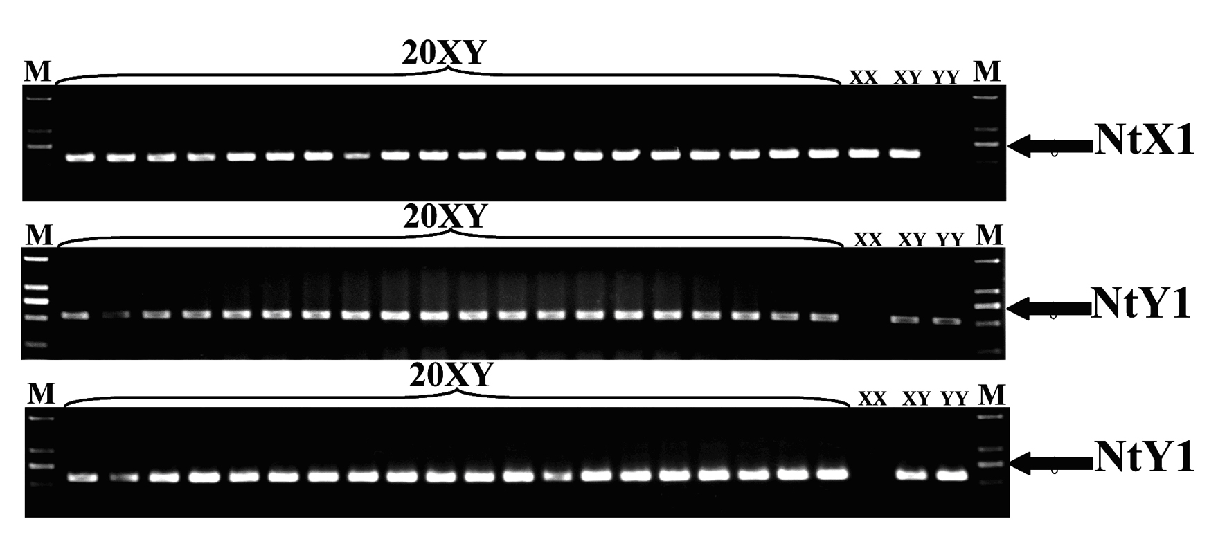 Specific molecular markers of sex chromosomes of Tilapia nilotica and genetic sex identification method