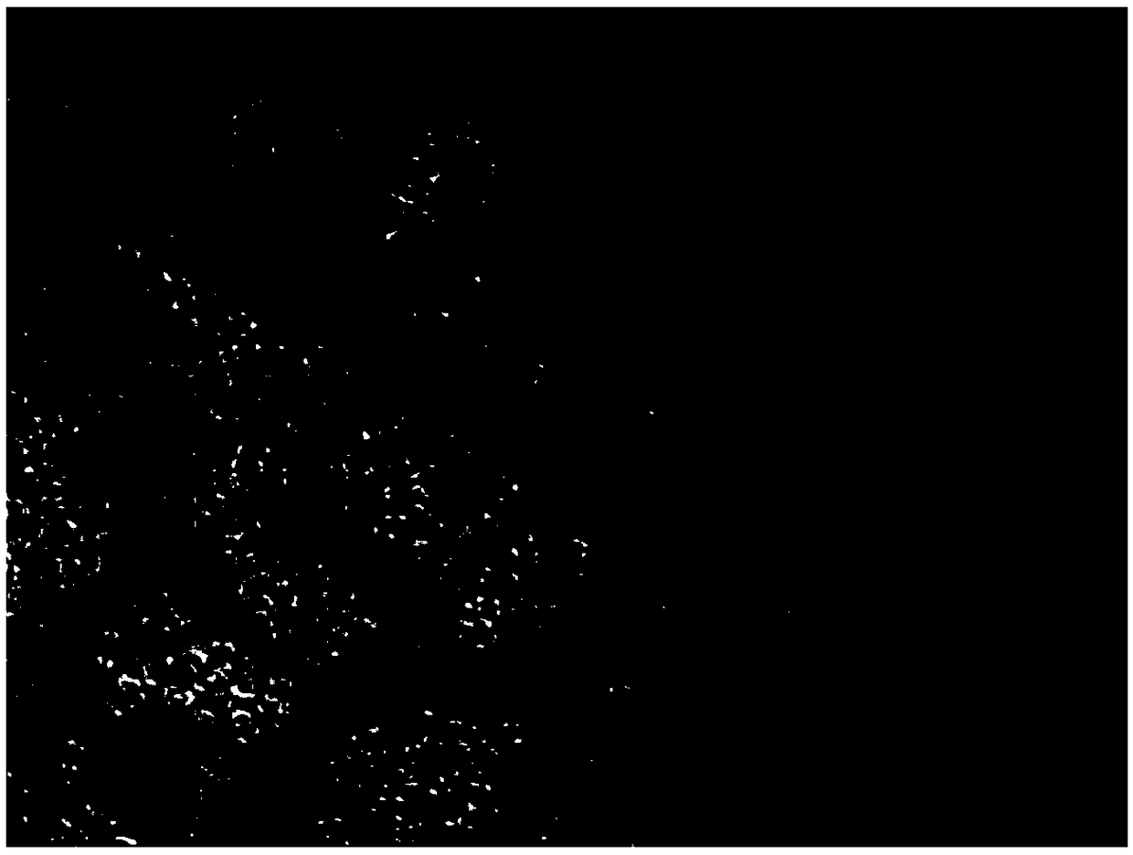 RXRalpha (Homo Sapiens Retinoid X Receptor alpha) gene knockout cell system with stable and low expression of RXRalpha protein and preparation method of RXRalpha gene knockout cell system