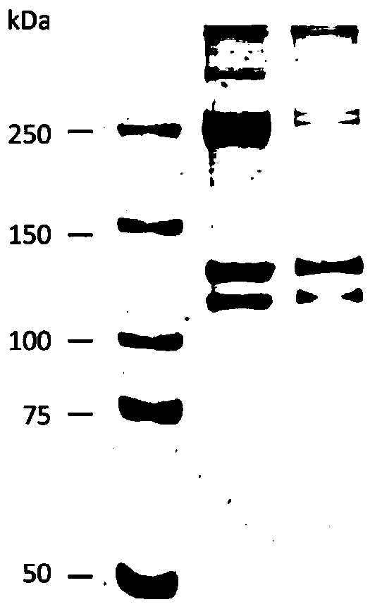 Stable collagen system as well as preparation method and application thereof