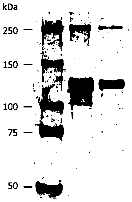 Stable collagen system as well as preparation method and application thereof