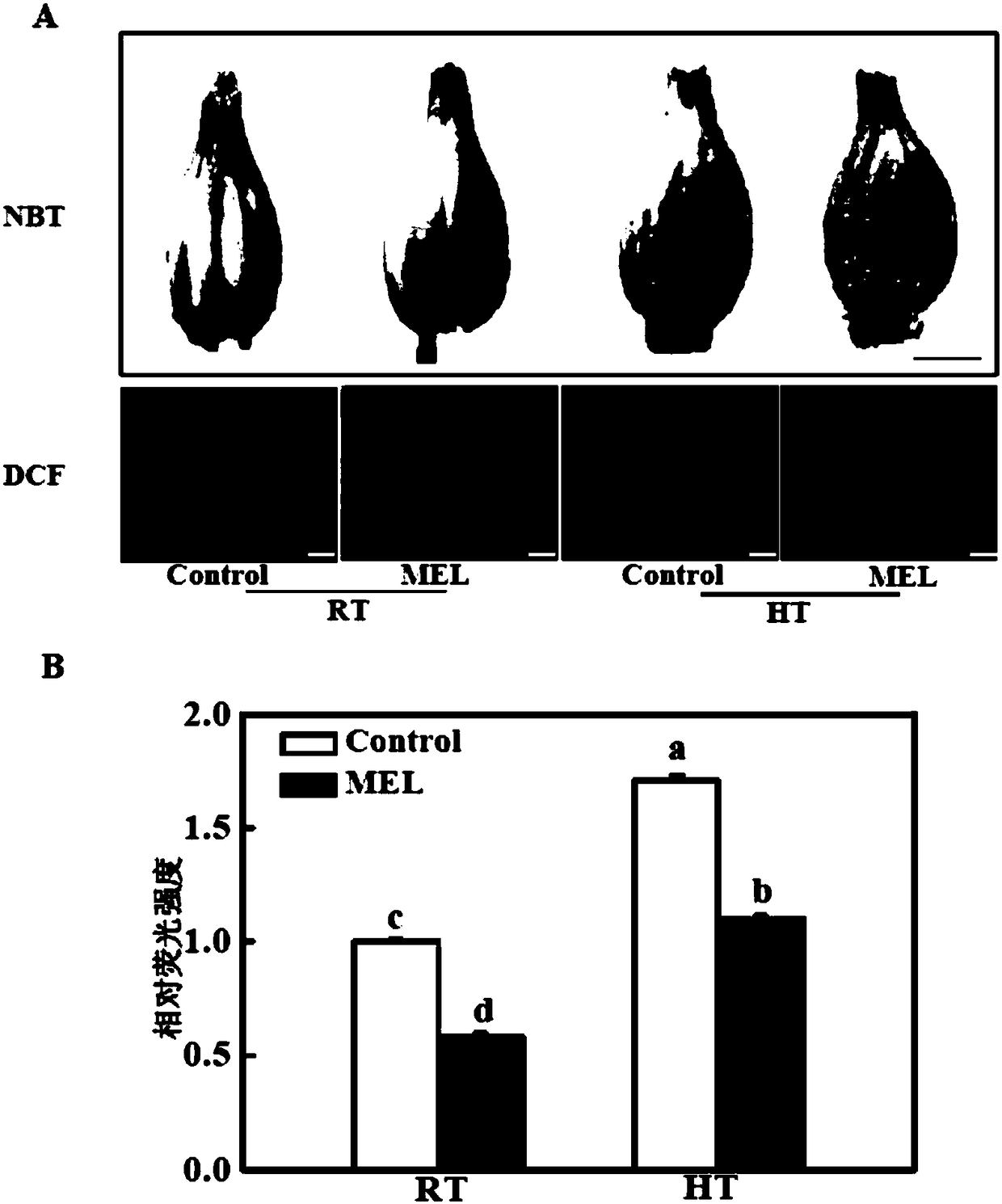 Application of melatonin to alleviation of tomato pollen abortion due to high temperature induction