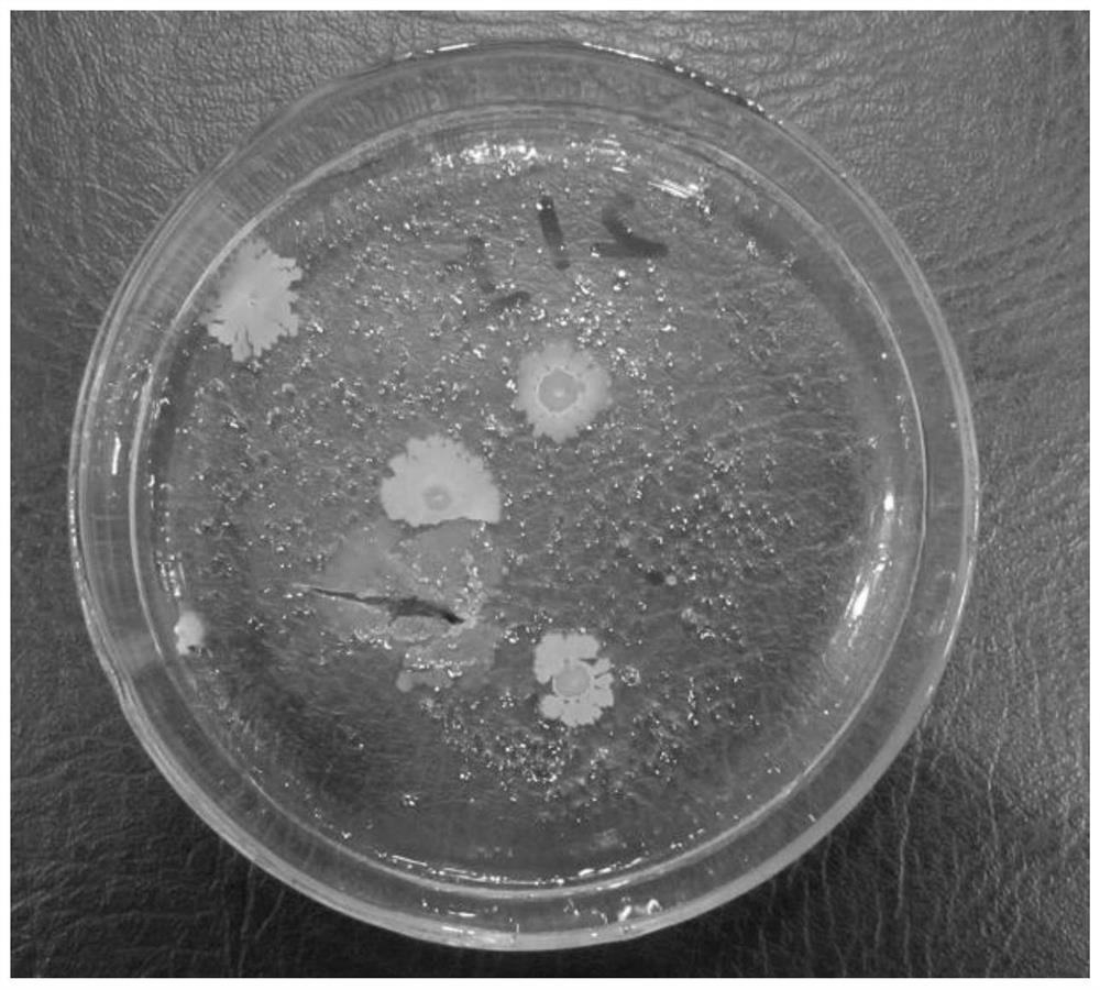 Simple and convenient identification method of bacillus cereus for konjac glucomannan