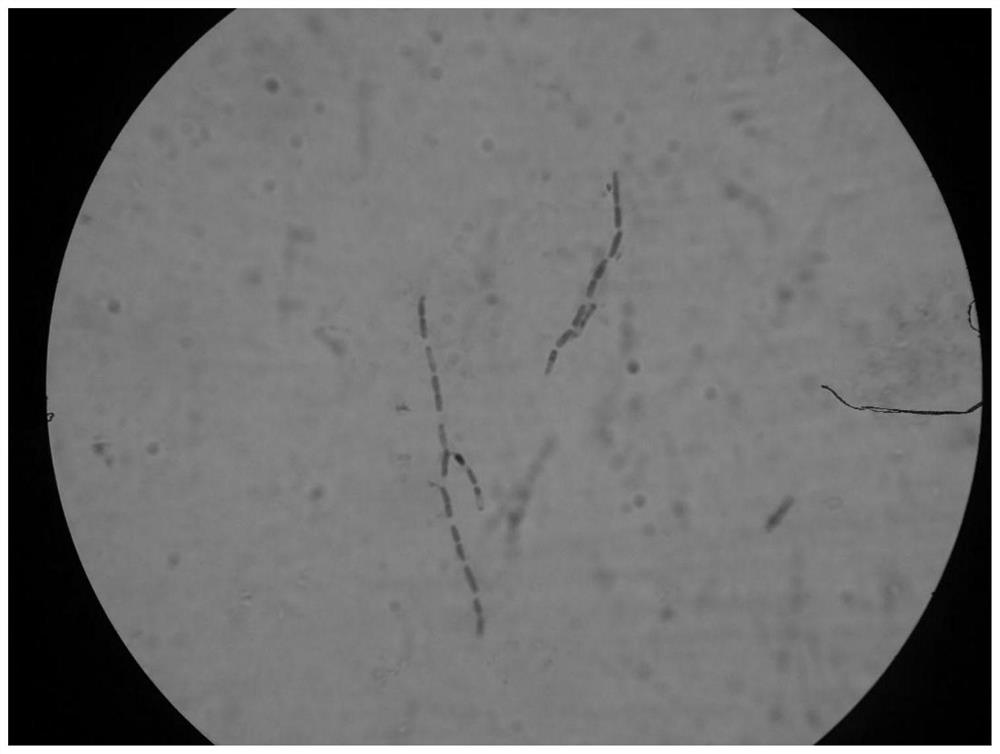 Simple and convenient identification method of bacillus cereus for konjac glucomannan