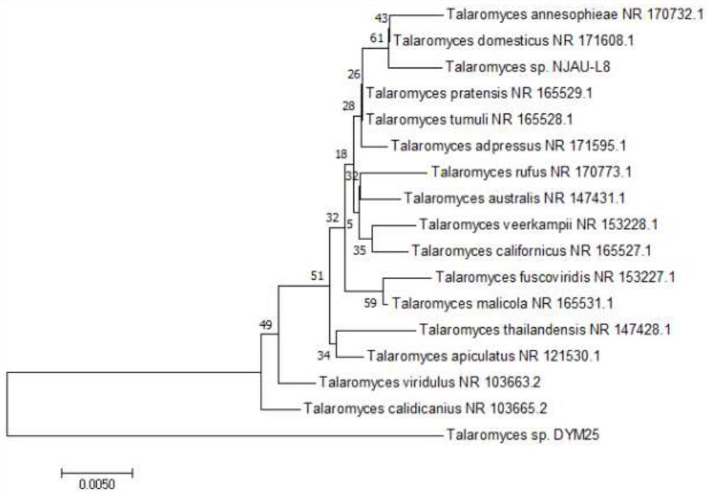 Talaromyces pinophilus NJAU-L8 for preventing and controlling continuous crop rotation soil-borne wilt disease and use thereof