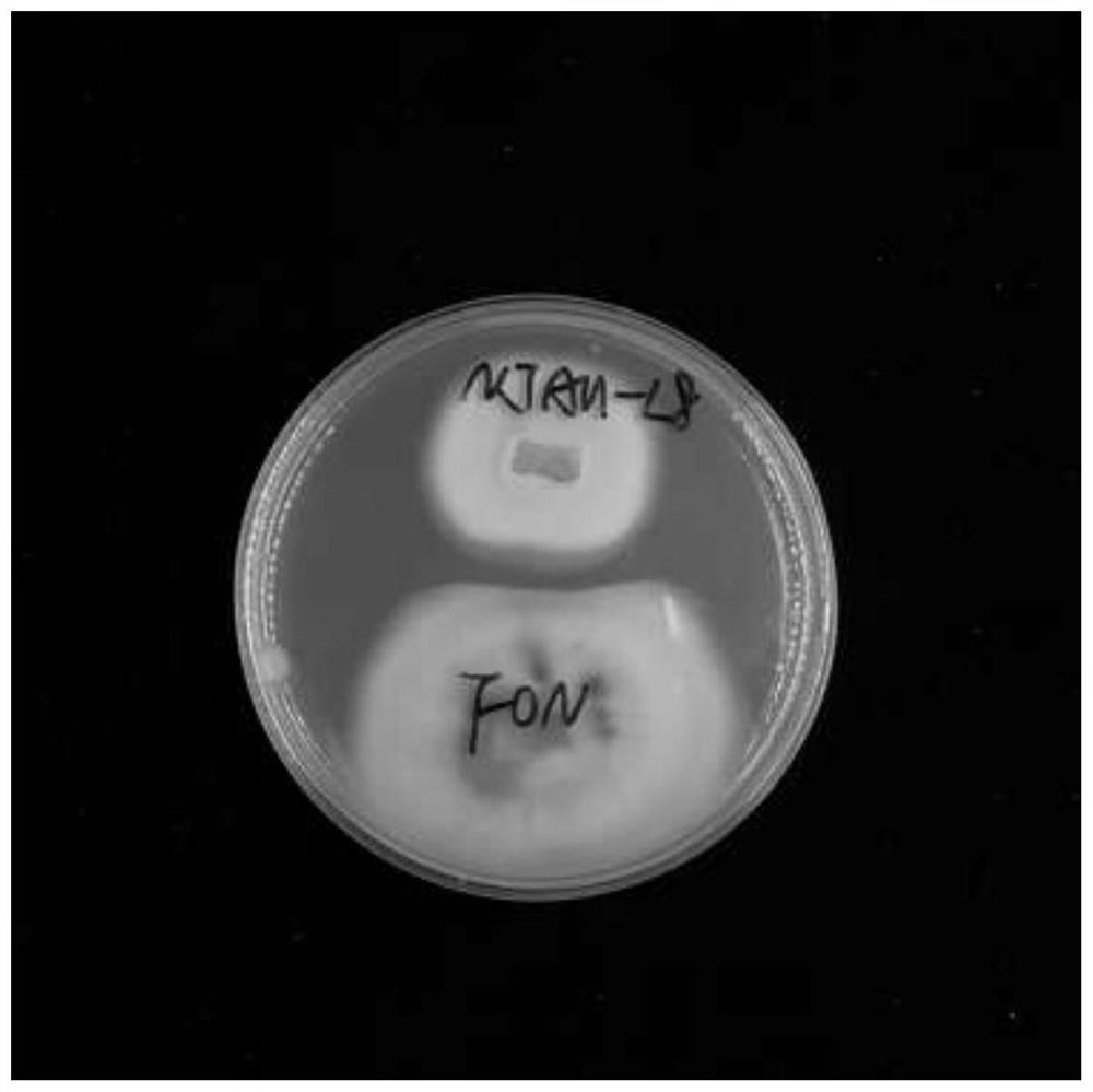 Talaromyces pinophilus NJAU-L8 for preventing and controlling continuous crop rotation soil-borne wilt disease and use thereof