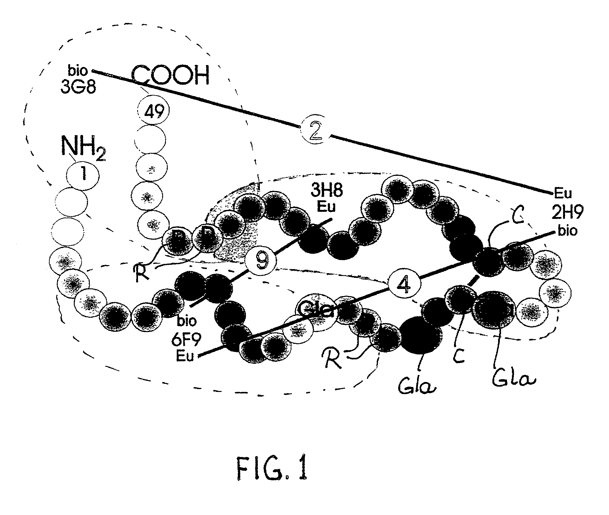 Method for prediction of bone fractures by osteocalcin measurements