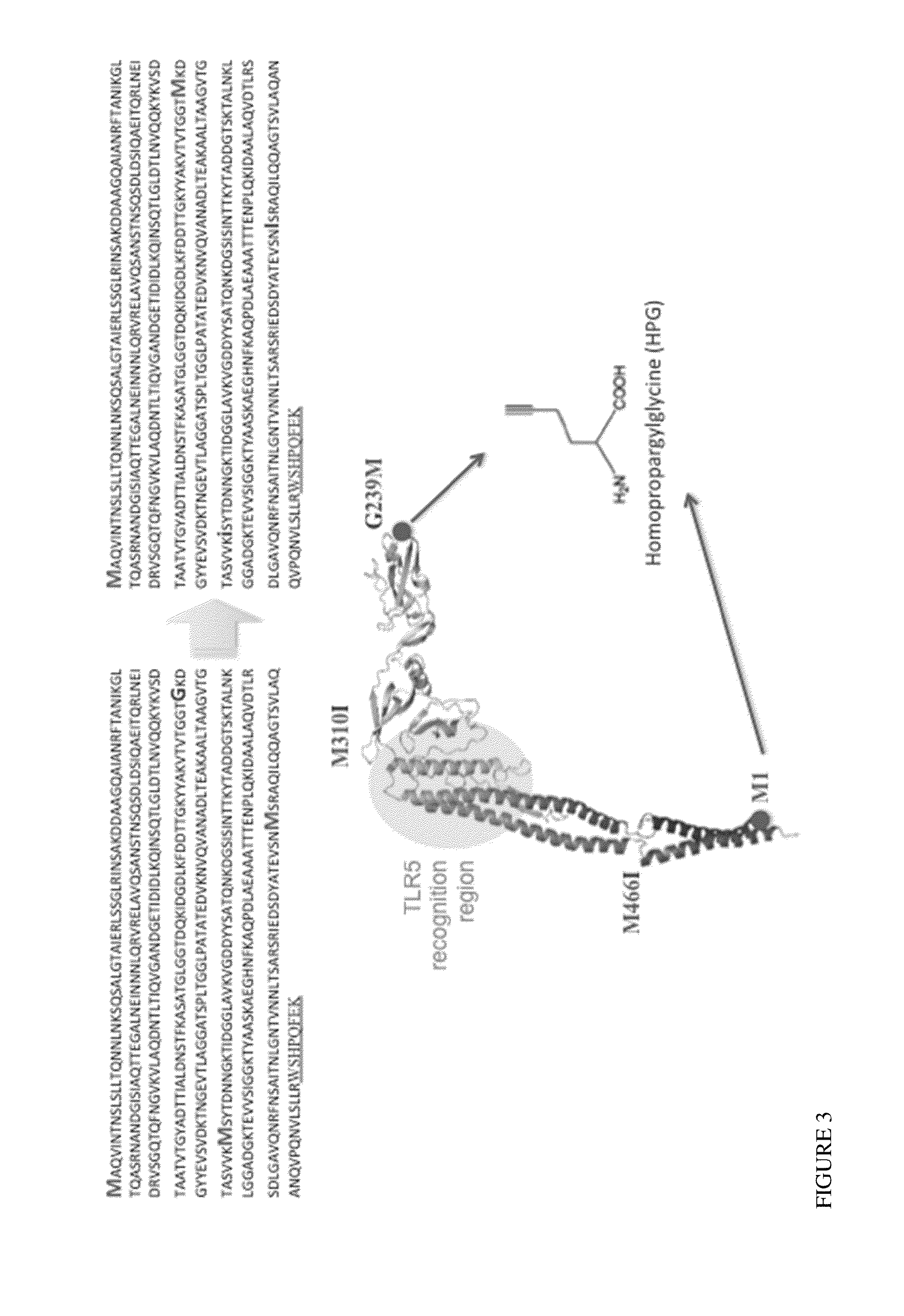 Ordered flagellin array as an immunostimulant