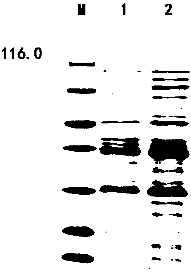 Chemiluminescence immunoassay kit for Seneca valley virus nonstructural protein 3ABC antibody detection