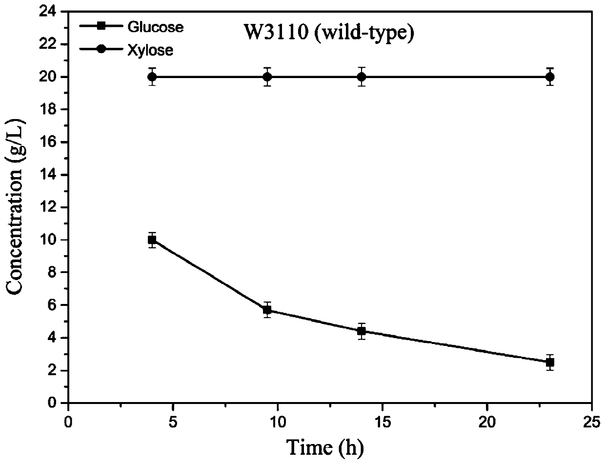 Escherichia coli camp receptor protein mutant, genetic engineering strain and application