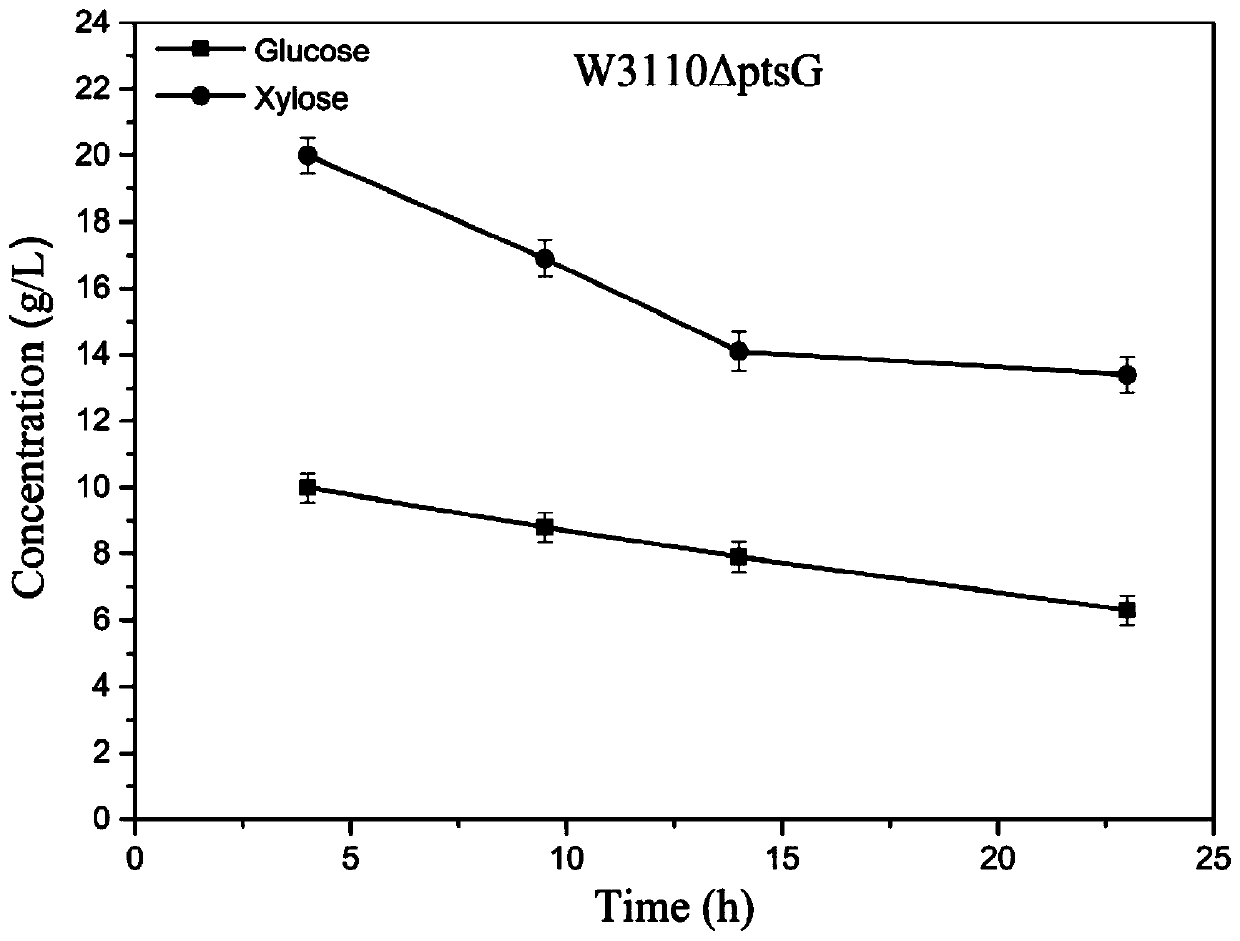 Escherichia coli camp receptor protein mutant, genetic engineering strain and application