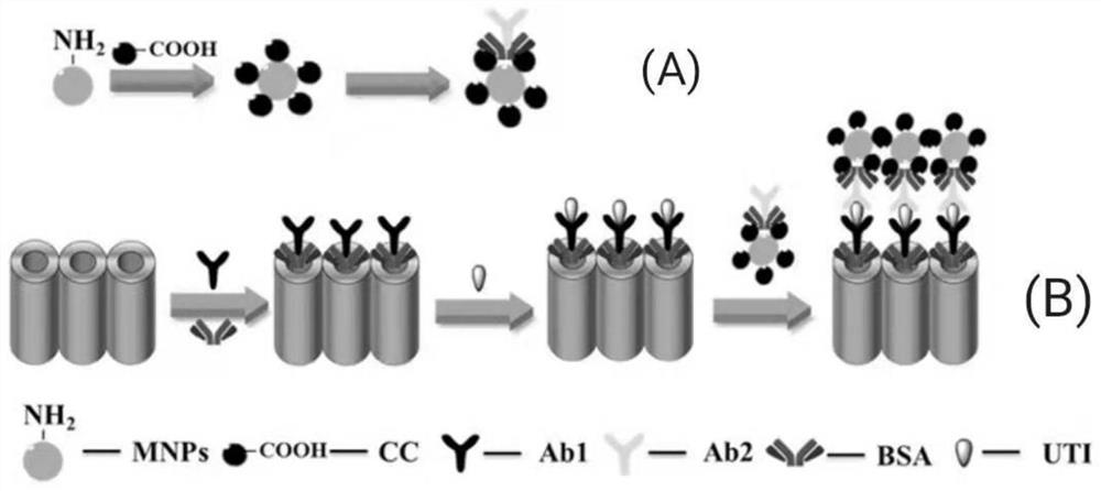 Electrochemiluminescence biosensor for detecting ulinastatin