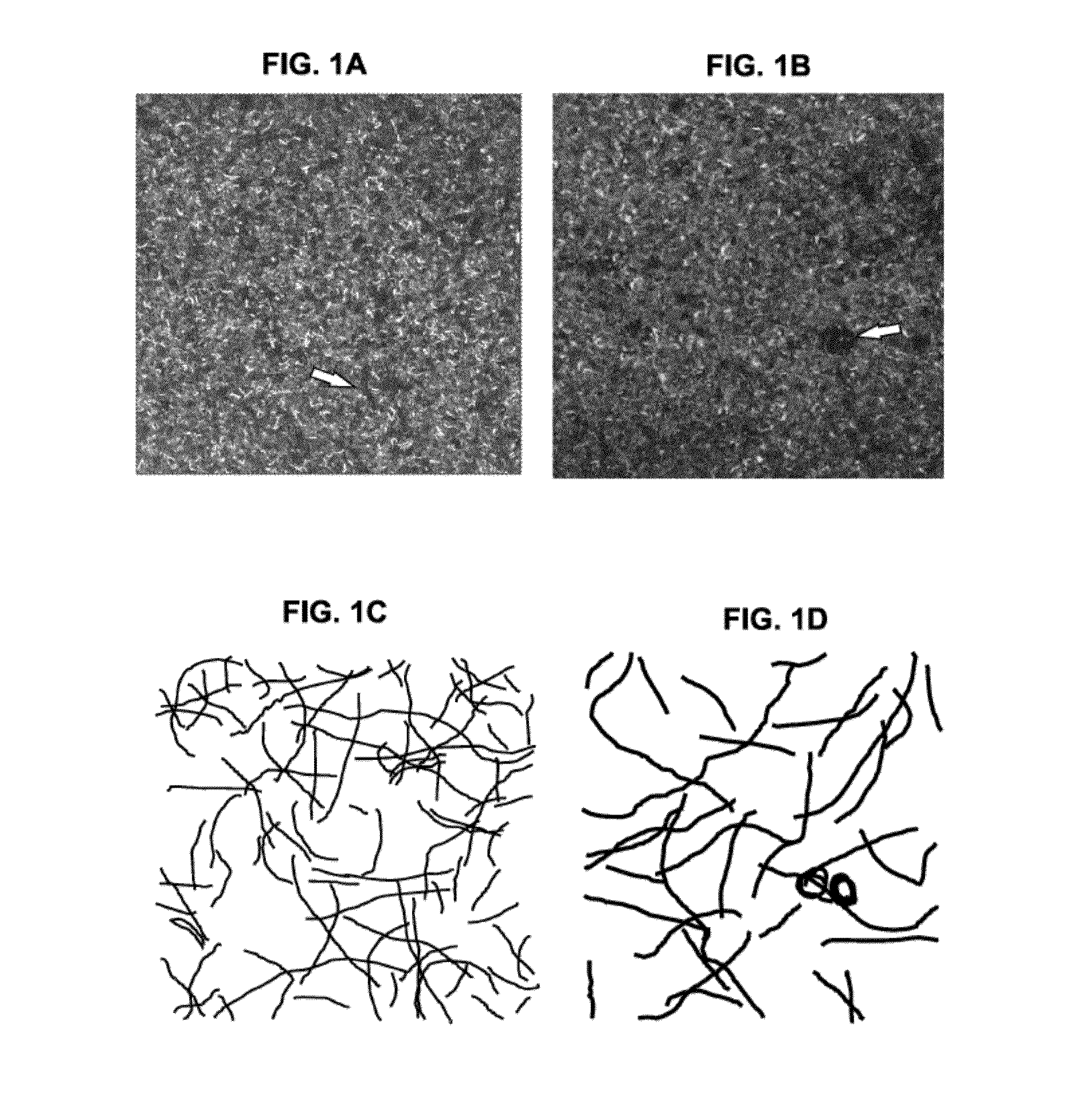 Method for Removing a Microorganism Biofilm