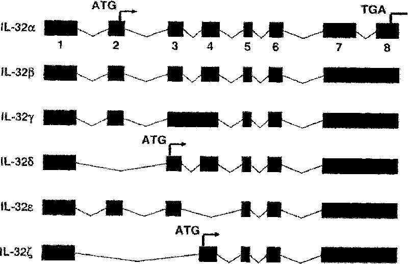 Use of human interleukin 32 in preparation of medicament for treating or preventing influenza A virus infection