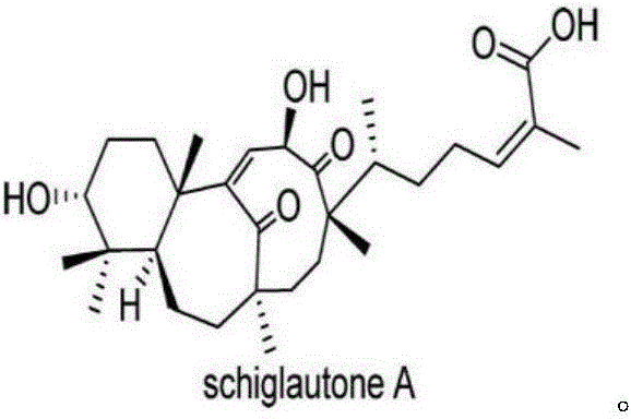 Wood preservative containing compound SchiglautoneA