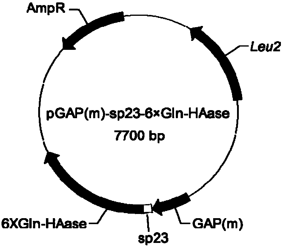 Recombinant saccharomyces cerevisiae strain for secretory expression of hyaluronidase of capitella teleta