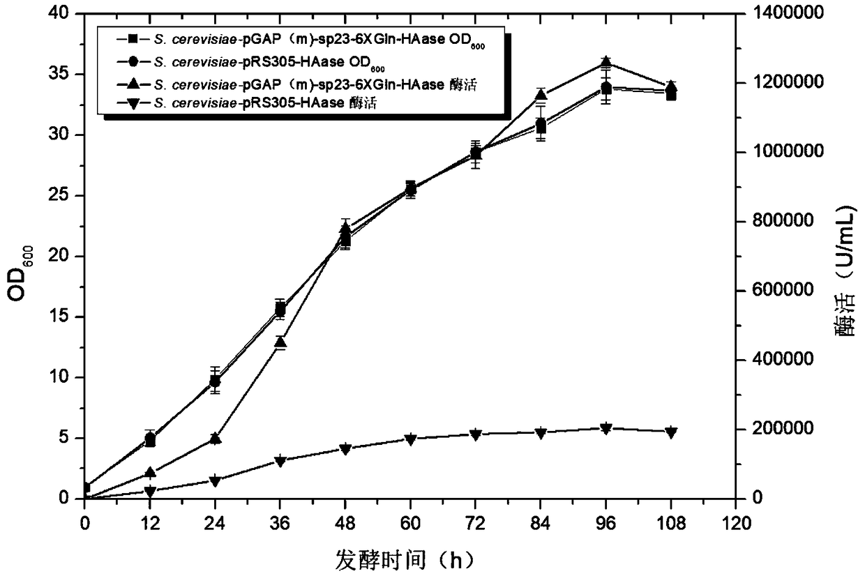 Recombinant saccharomyces cerevisiae strain for secretory expression of hyaluronidase of capitella teleta