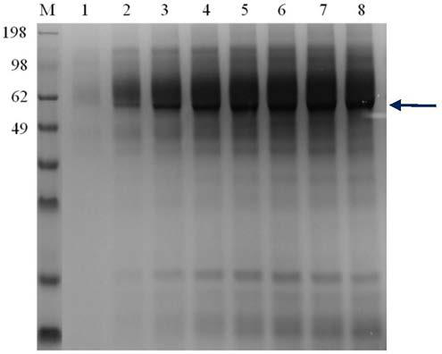 Recombinant saccharomyces cerevisiae strain for secretory expression of hyaluronidase of capitella teleta