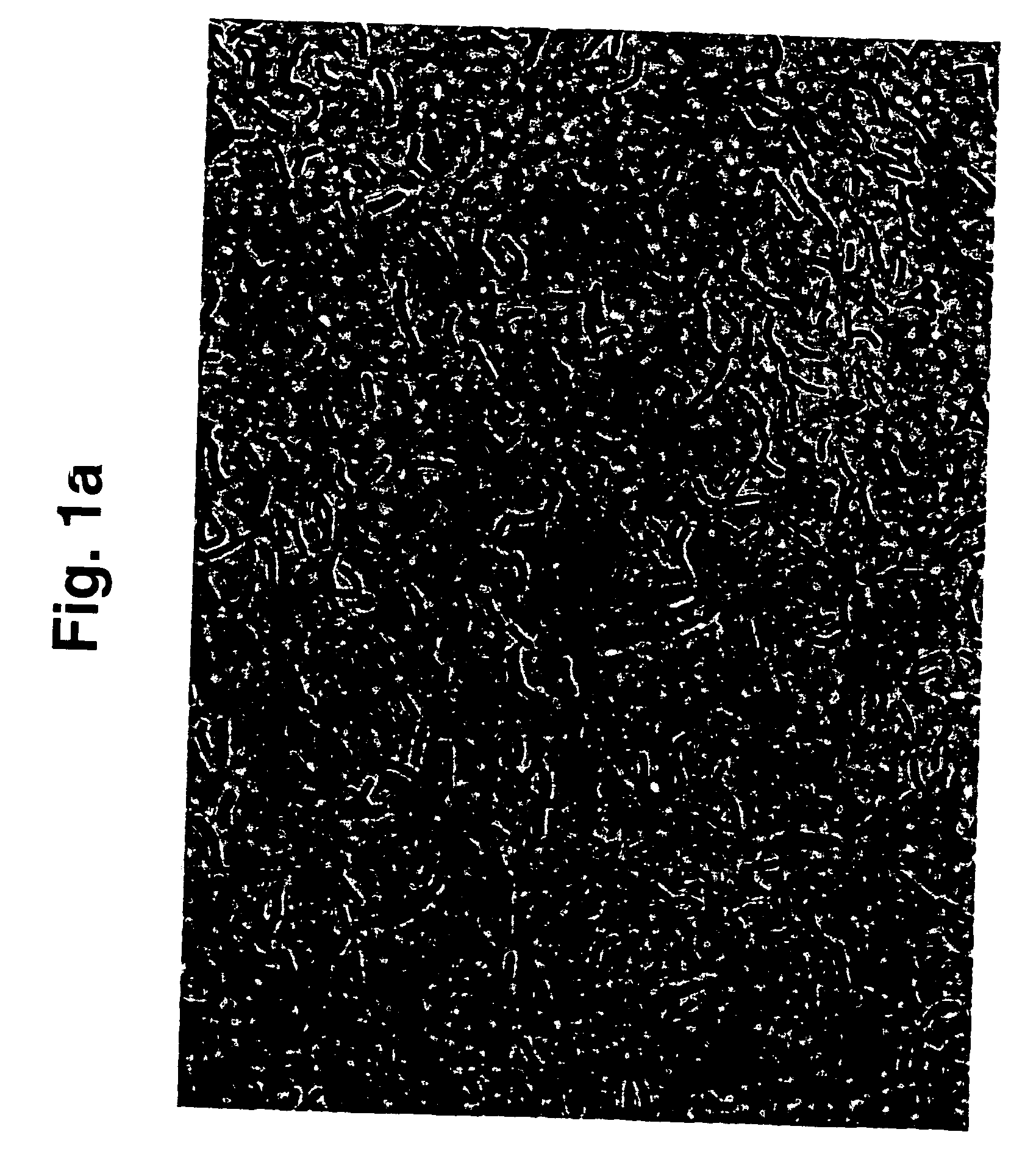 Bacterial strains, compositions including same and probiotic use thereof