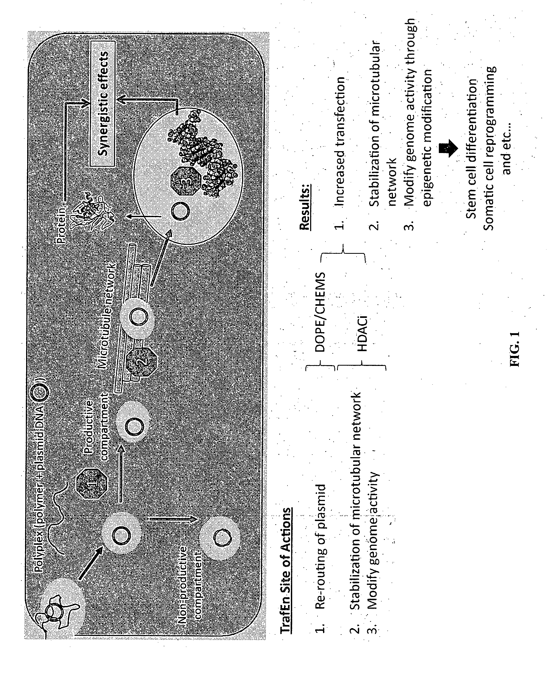 Novel reagent for gene-drug therapeutics