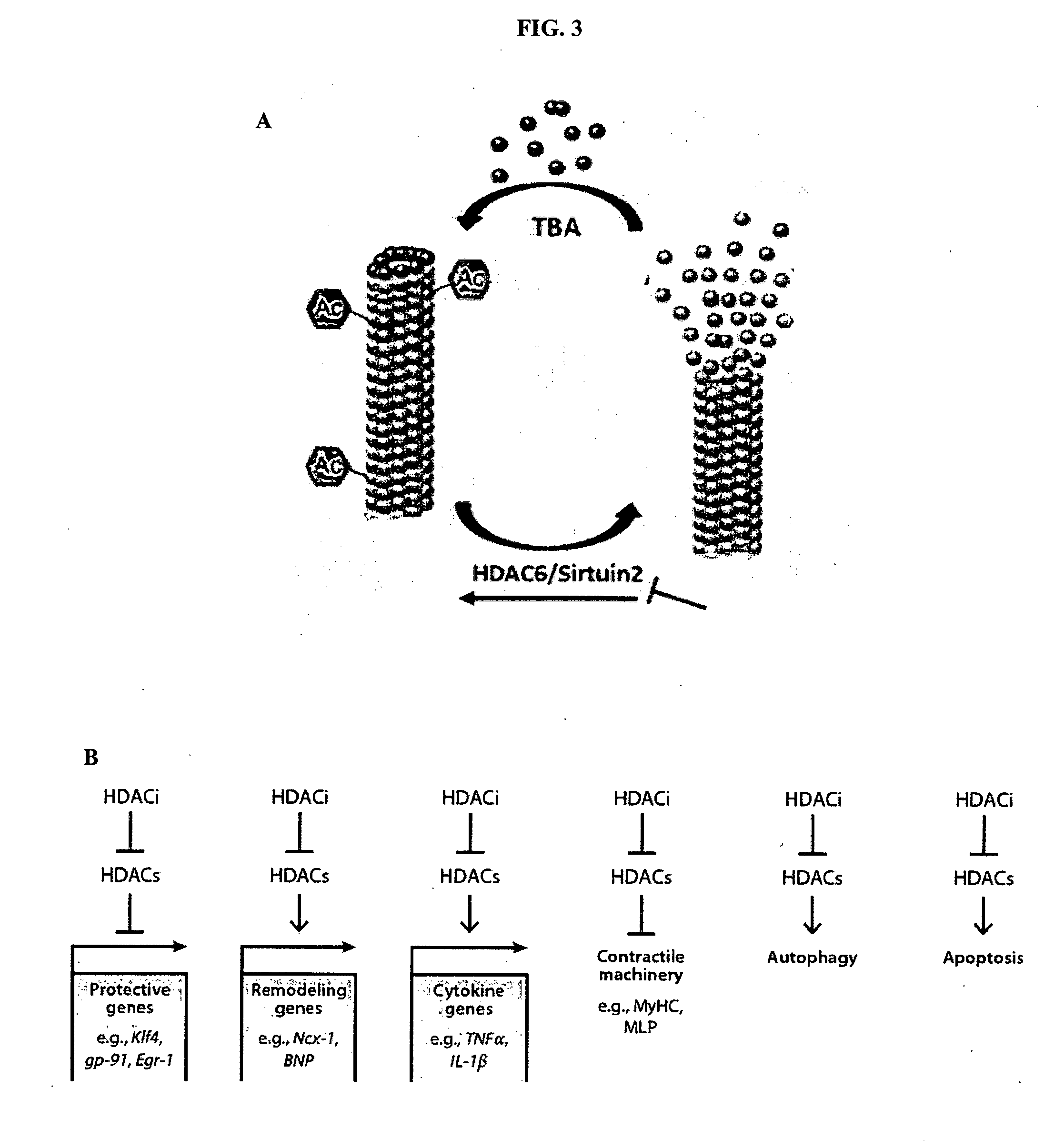 Novel reagent for gene-drug therapeutics