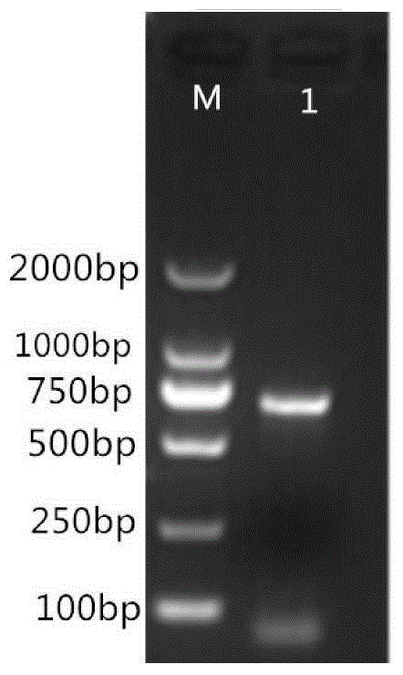 O type foot and mouth disease virus-like particle vaccine as well as preparation method and application thereof