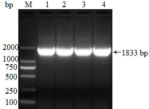 Genetic engineering strain for displaying Escherichia coli enterotoxin by Saccharomycetes and application of genetic engineering strain