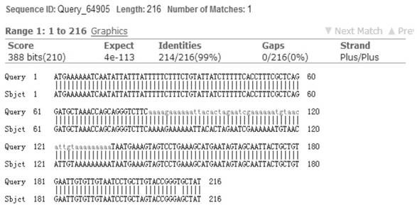 Genetic engineering strain for displaying Escherichia coli enterotoxin by Saccharomycetes and application of genetic engineering strain