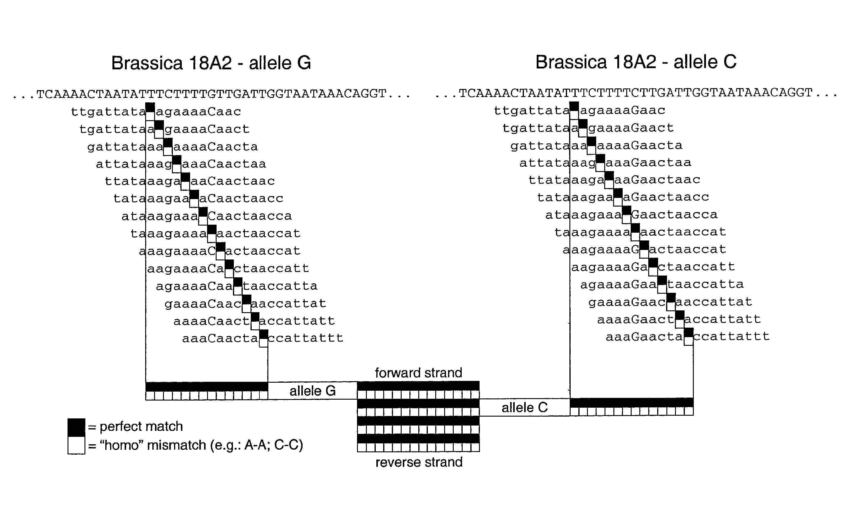 Brassica polymorphisms