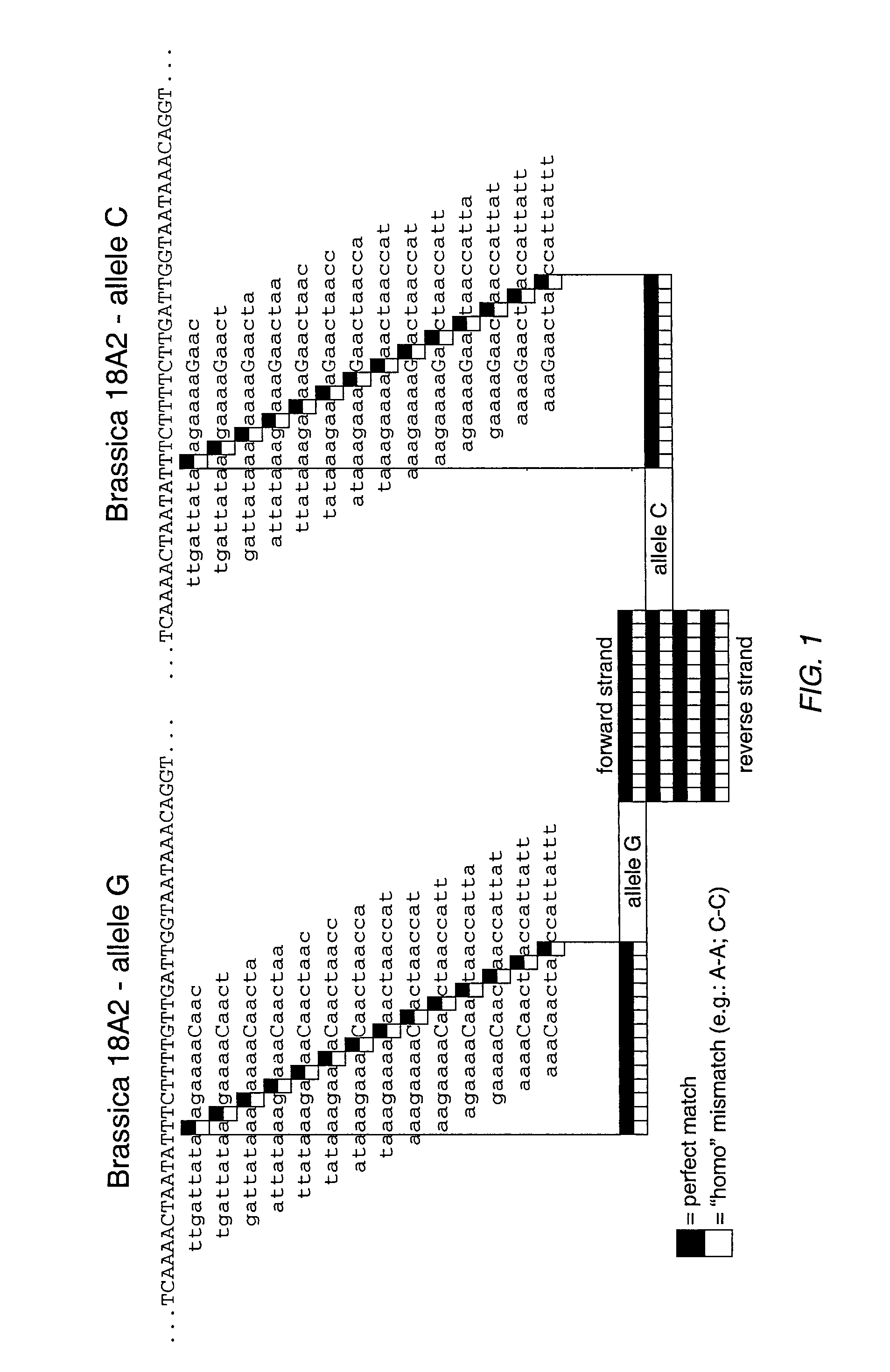 Brassica polymorphisms