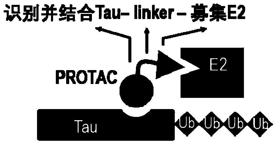 Chimera for specifically degrading tau protein, encoding gene of chimera and application of chimera and encoding gene