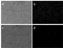 Preparation and analytical application of Rosamine fluorescence probe for detecting H2S