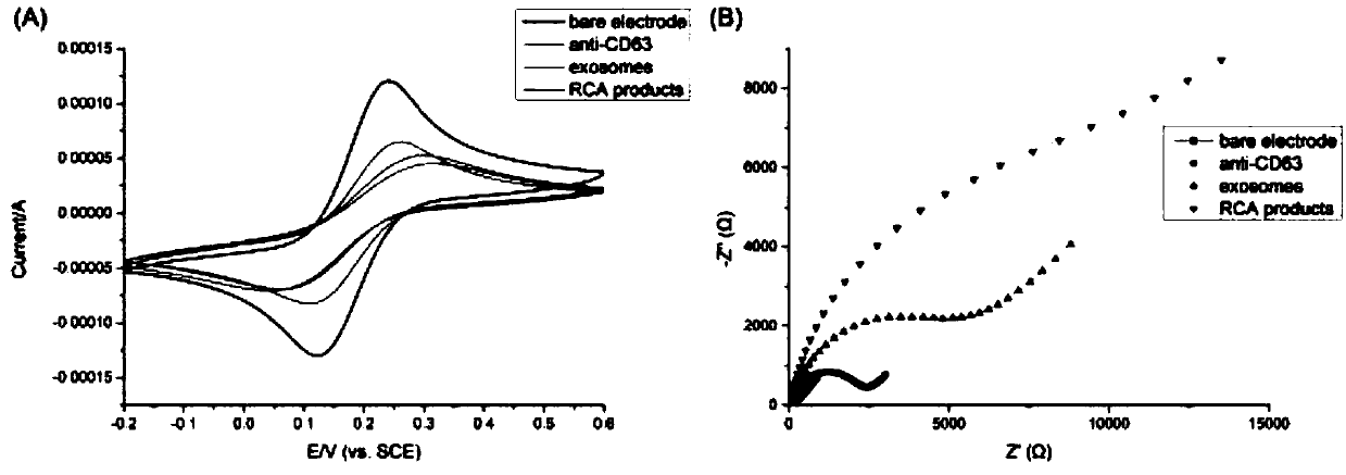 Exosome detecting method based on adapter and rolling ring amplification