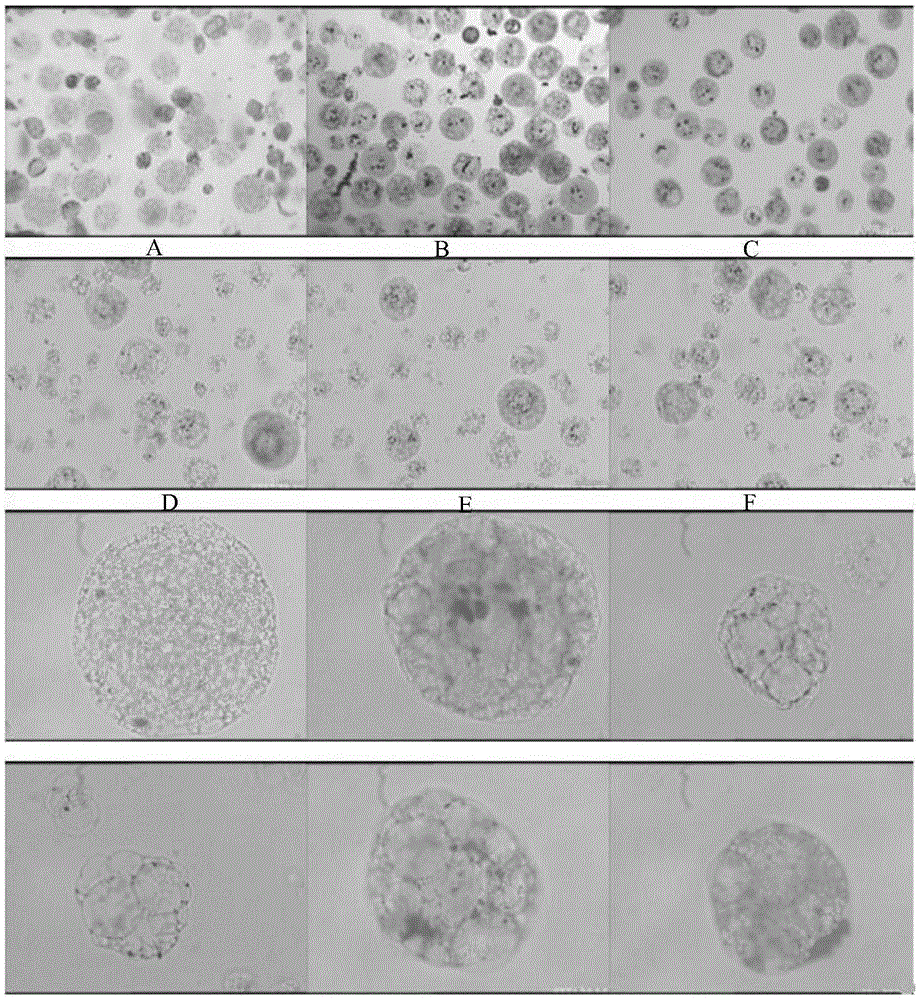 Three-dimensional wrinkle polylactic acid microballoons and preparation method and uses thereof