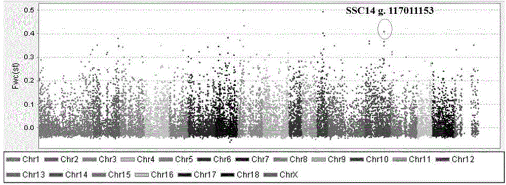 SNP (single nucleotide polymorphism) marker related to Erhualian sow litter traits and detection method and application thereof