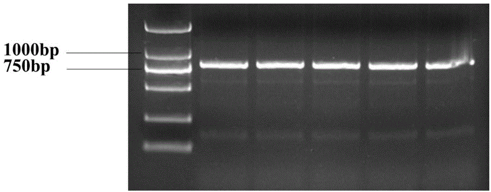 SNP (single nucleotide polymorphism) marker related to Erhualian sow litter traits and detection method and application thereof