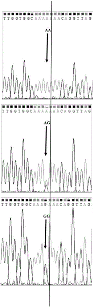 SNP (single nucleotide polymorphism) marker related to Erhualian sow litter traits and detection method and application thereof