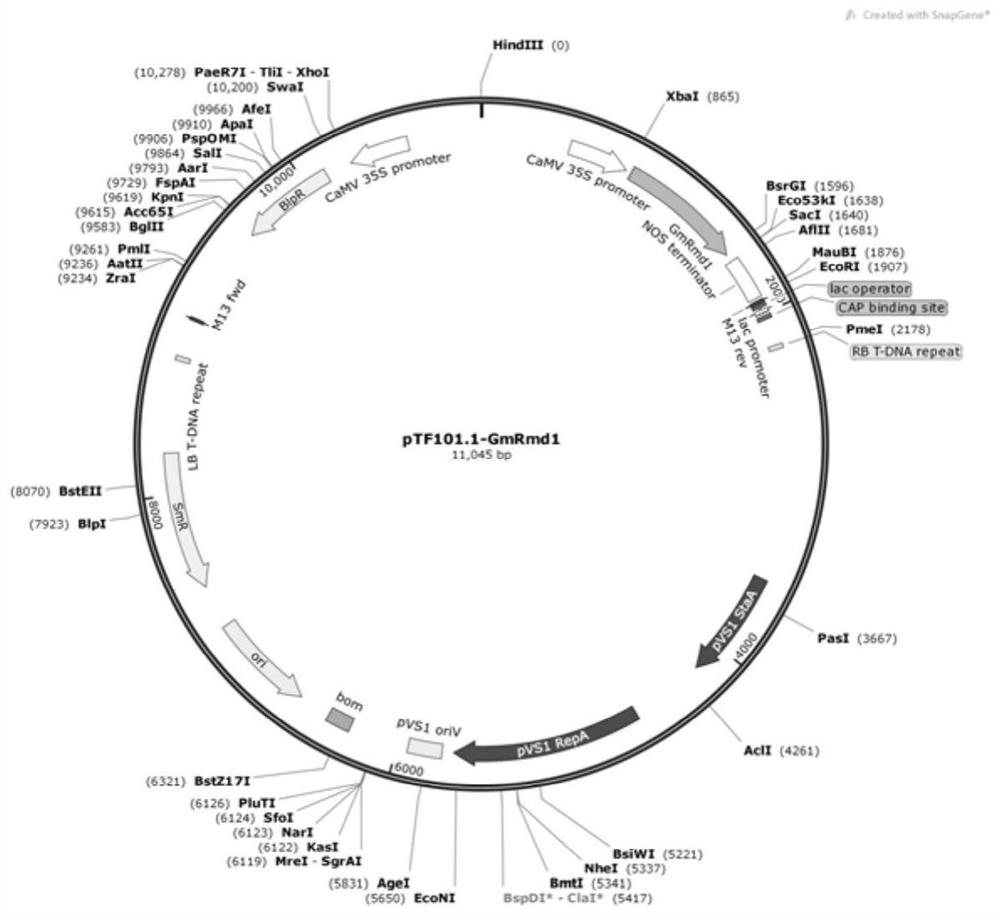 Gene GmRmd1 for resisting powdery mildew of soybean as well as encoded protein and application of gene GmRmd1