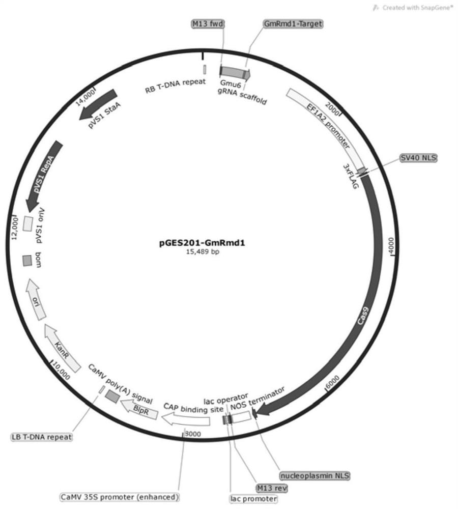 Gene GmRmd1 for resisting powdery mildew of soybean as well as encoded protein and application of gene GmRmd1