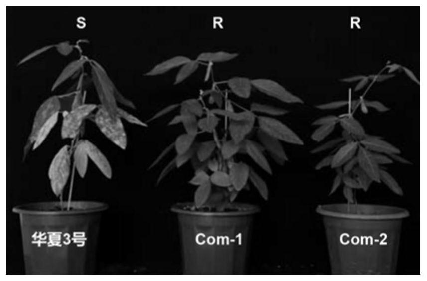 Gene GmRmd1 for resisting powdery mildew of soybean as well as encoded protein and application of gene GmRmd1