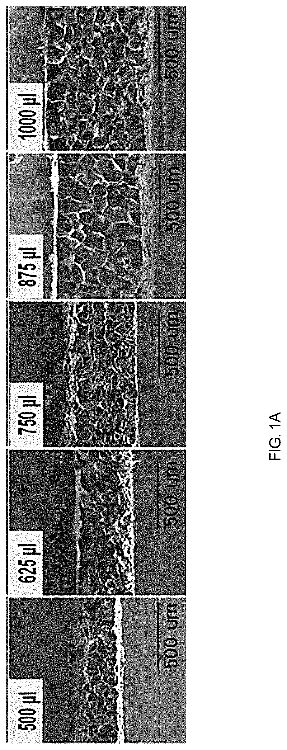 Chitosan porous structure-based magnetically actuated microrobot