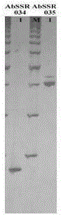 Agaricus bisporus SSR molecular marker specific primer system and application thereof