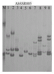 Agaricus bisporus SSR molecular marker specific primer system and application thereof