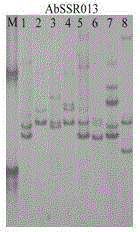 Agaricus bisporus SSR molecular marker specific primer system and application thereof