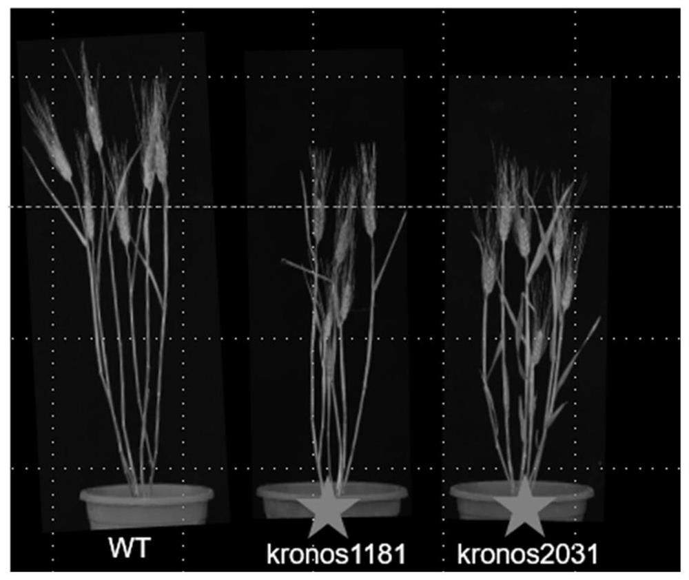 Application of wheat TaPRR95-B protein or coding gene thereof in regulation of plant height