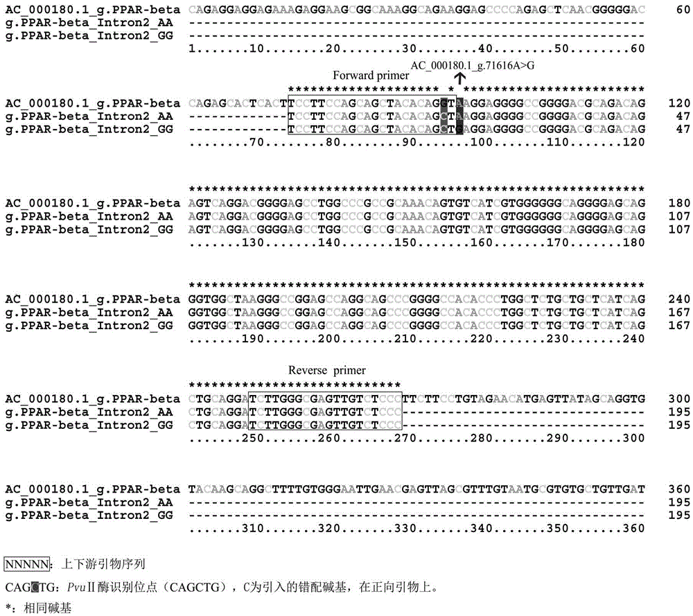 Detection method for single nucleotide polymorphism of cattle PPARbeta gene and molecular breeding method