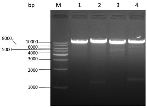 Construction method of monascus ruber for producing lovastatin in high yield instead of citrinin