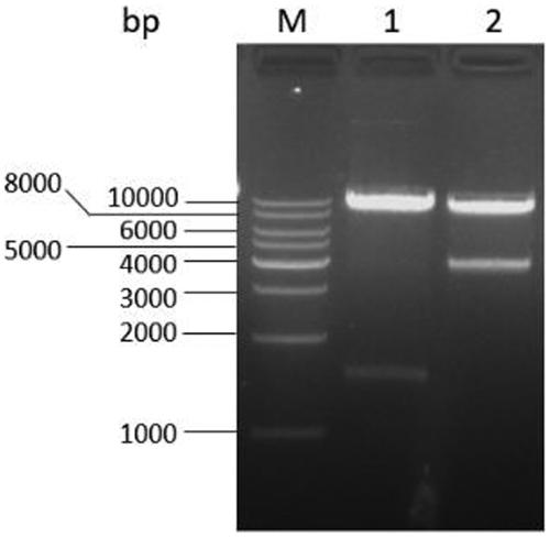 Construction method of monascus ruber for producing lovastatin in high yield instead of citrinin